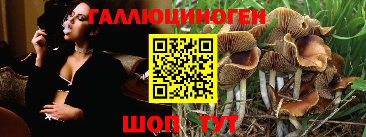 Псилоцибиновые грибы Psilocybine cubensis Балаково
